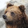 樋口 熊🐻(ユクの抜け殻) 的头像