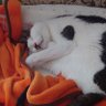 さくさくやみ〜 profil fotoğrafı