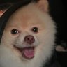 Barãozinho 🐶 的头像