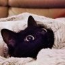 Miaou 🍎🥑🍉🥝🥟 profil fotoğrafı
