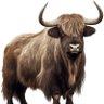 Profilbild von yak