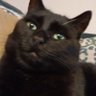 Jojo the Cat 的头像