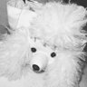 ã»ã's profile picture