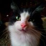 Mish Yensen profil fotoğrafı
