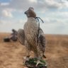 Фото профиля عيـ v ـن