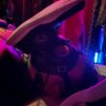 Profilbild von Hog-Tie Me