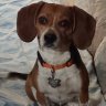 Фото профиля BJG (aka Beagle owner)