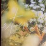 じゃんけんぽん's profile picture
