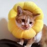 チャコママ 的头像