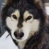 Profilbild von 136083673@qq.com