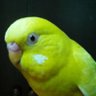 Profilbild von 孤独の久留米