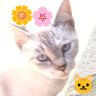 りんご🍎🐱💖 的头像