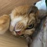 Profilbild von マーキュリー(ゆり)