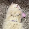 ceri.dwen profil fotoğrafı