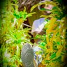 Profilbild von Quavo_029
