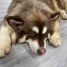 Choco profil fotoğrafı