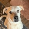 Rileyburger (A Cattle Dog Lover)'s profile picture