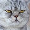 Profilbild von Gato chungo 🍻⛹🏼🚴🏼🧑🏼🏫🎬📚🧳