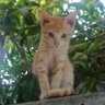 Jhostin Samano profil fotoğrafı