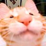 Snifo's profile picture