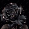 BlackRoseOud99's profile picture