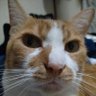 Profilbild von ピーやん
