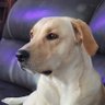 Profilbild von C Crippler