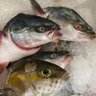 海おじ profil fotoğrafı