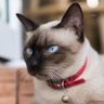 シャムお's profile picture