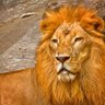 MøsHi~ profil fotoğrafı