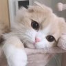 Ice milk's profile picture
