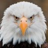 Eagle Eye's profile picture