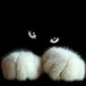 Profilbild von Cute Evil