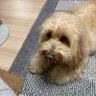 ソロキャンパー 的头像