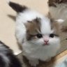 夢々ちゃん（女帝）メル君（メンダコ的猫） 的头像