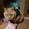 🐈🐾くみこはく&ひな🐈🐾 弐 profil fotoğrafı