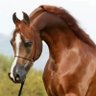 ZJ-DAxiang profil fotoğrafı