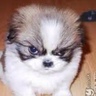 Фото профиля fluffy pup 🇺🇦🌻🇬🇧