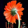 Profilbild von ابو مهدي العامري
