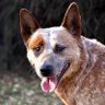 Фото профиля Lu The Learned Dog