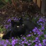 Profilbild von BlackCatArtemis
