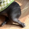 Sonypig profil fotoğrafı