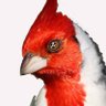 Фото профиля El Anarco Cardenal @ElanarcoC