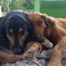 Profilbild von chubutin