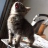Profilbild von だあ