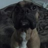 Salsa331's profile picture