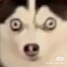 Profilbild von ufogxl bill