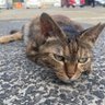 キリサメ🦚 的头像