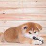 ちゃり profil fotoğrafı