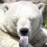 Profilbild von PIKI
